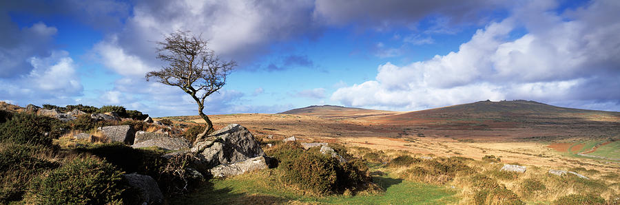 Nature Photograph - Crooked Tree At Feather Tor, Staple by Panoramic Images