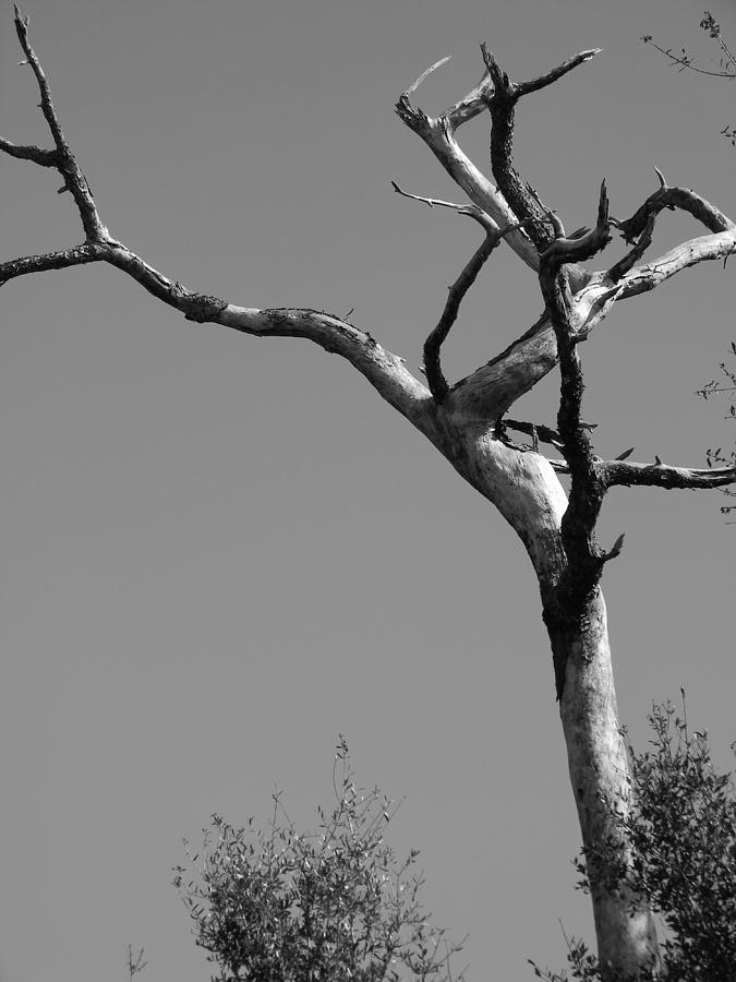 Crooked Tree Black and White Photograph by Warren Thompson