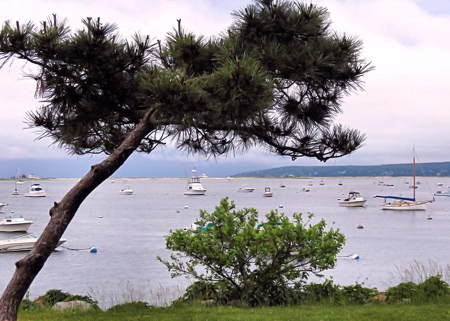 Boat Photograph - Crooked Tree over Harbor by Janice Drew