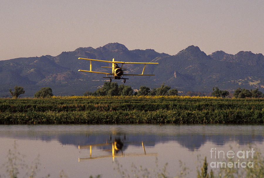 Crop Duster Applying Seed To Rice Field Photograph by Ron Sanford