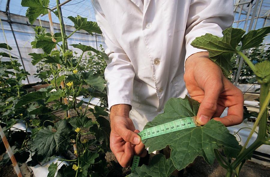 Crop Research Photograph by Philippe Psaila/science Photo Library
