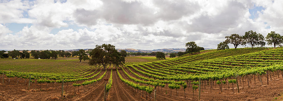 Nature Photograph - Crops In A Vineyard, San Luis Obispo by Panoramic Images