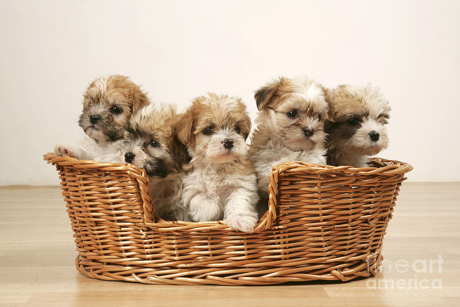 Cross Breed Puppies, Five In Basket Photograph by John Daniels
