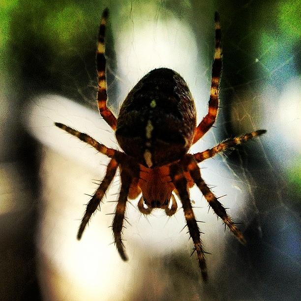 Spider Photograph - Cross. #crossspider #crossorbspider by Paul West