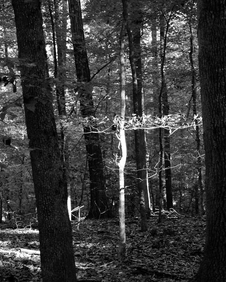 Cross in the Woods Photograph by Pamela Peters