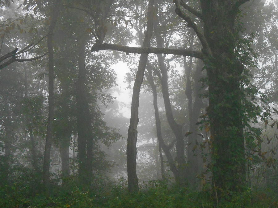 Cross In The Woods Photograph by Diannah Lynch