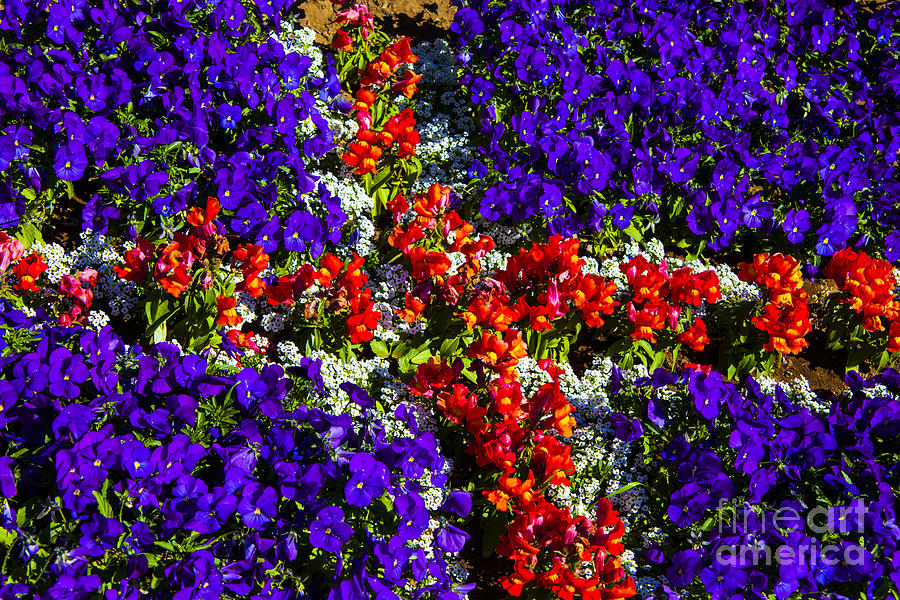 Cross of Flowers Photograph by Rick Bragan