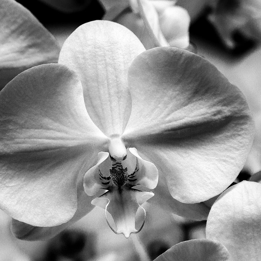 CROSS ORCHID Landers CA Photograph by William Dey | Pixels