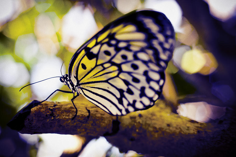 Cross Process Butterfly Photograph by Bradley R Youngberg