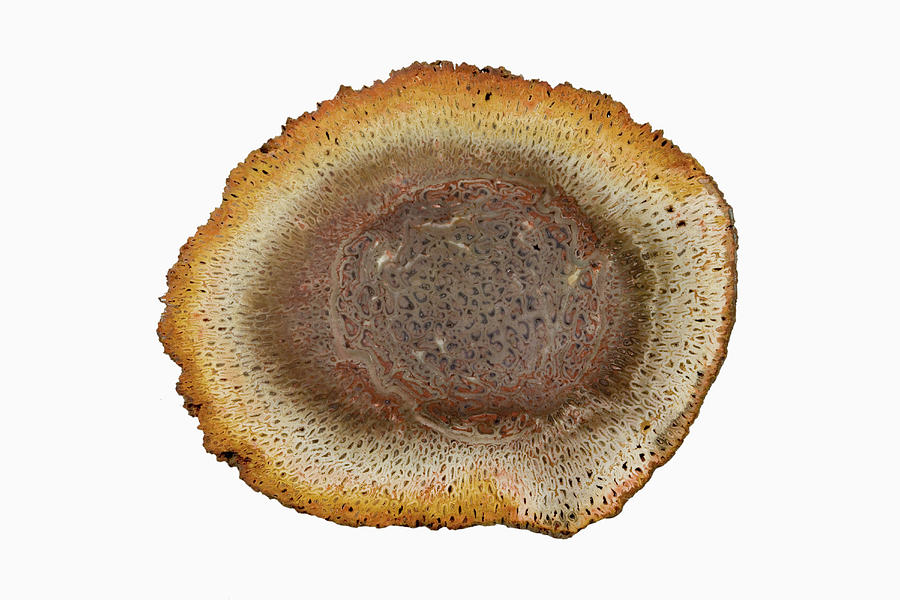 Crosssection Of A Petrified Fern Stem Photograph by Science Stock