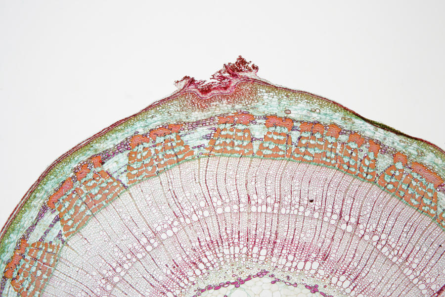 Cross-section Of Basswood Or Linden Photograph by Science Stock Photography