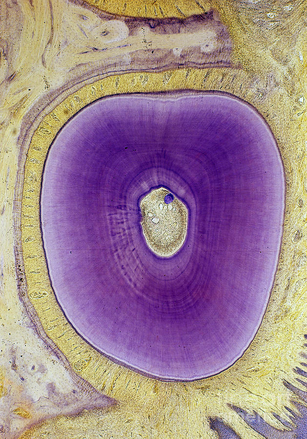 Cross-section Of Cat Tooth Root Lm Photograph by De Agostini Picture Library