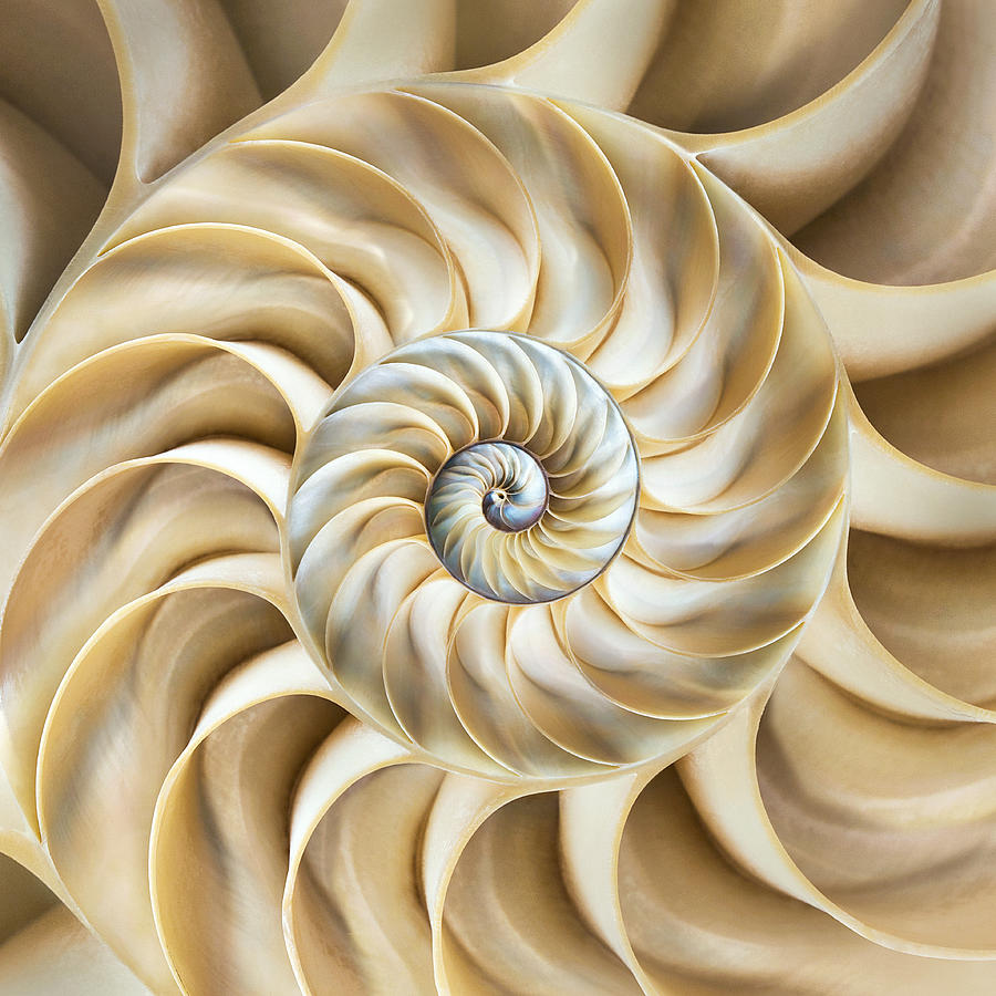 Cross-section of chambered nautilus shell Photograph by Dimitri Otis