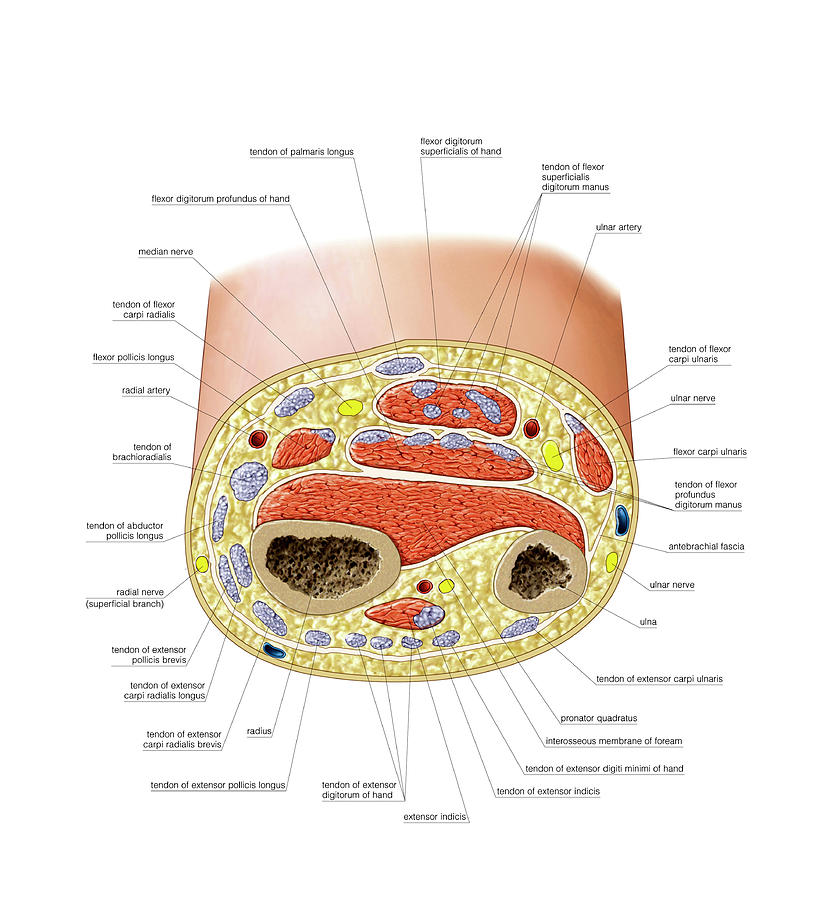 forearm compartments