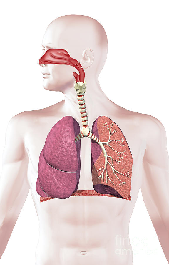 Cross Section Of Human Respiratory Digital Art by Leonello Calvetti ...