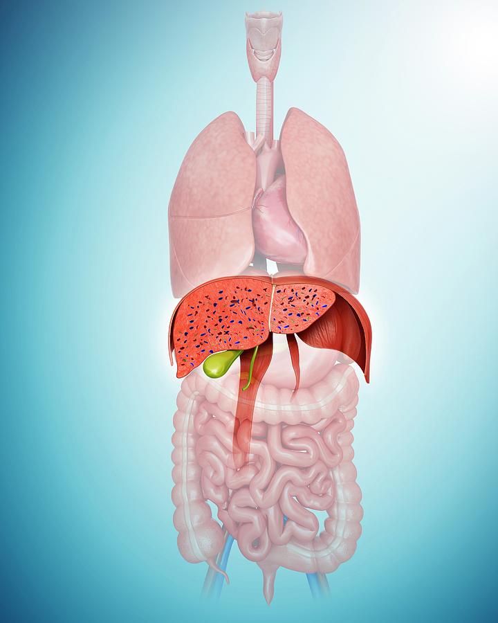 Cross Section Of Liver Photograph by Pixologicstudio
