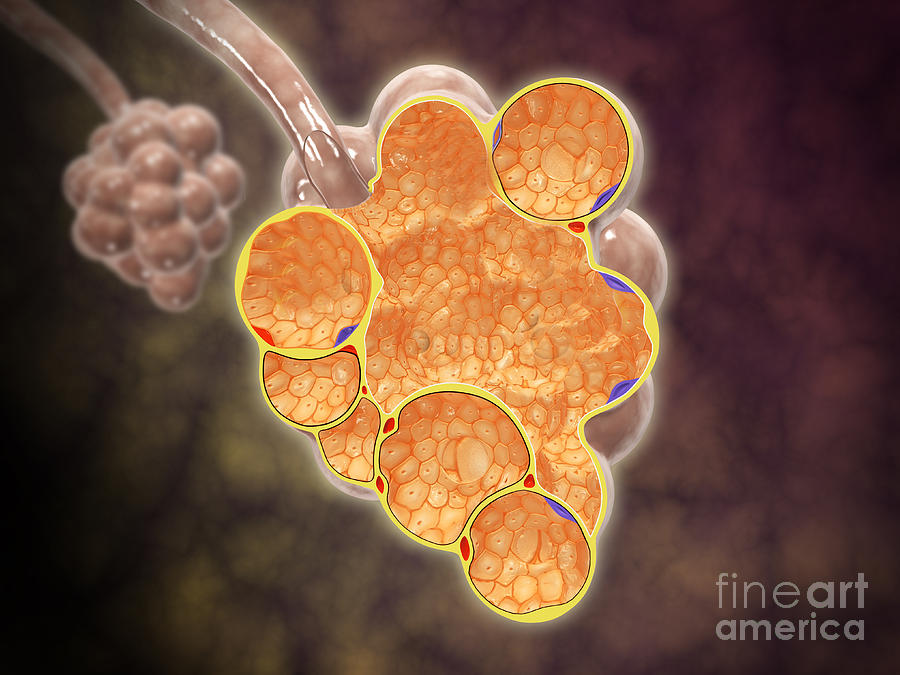 Cross-section Of The Alveoli Branches Digital Art by Stocktrek Images