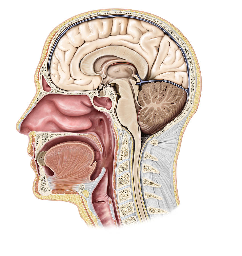 Cross Section Of The Head, Illustration Photograph by QA International