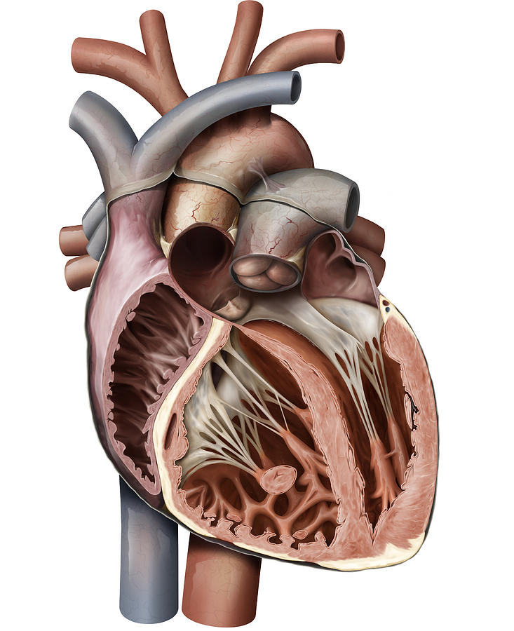 Cross Section Of The Heart, Illustration Photograph by QA International ...