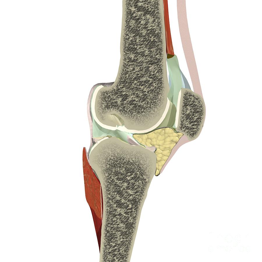 Cross-section Of The Knee Joint Photograph by Medical Images, Universal ...