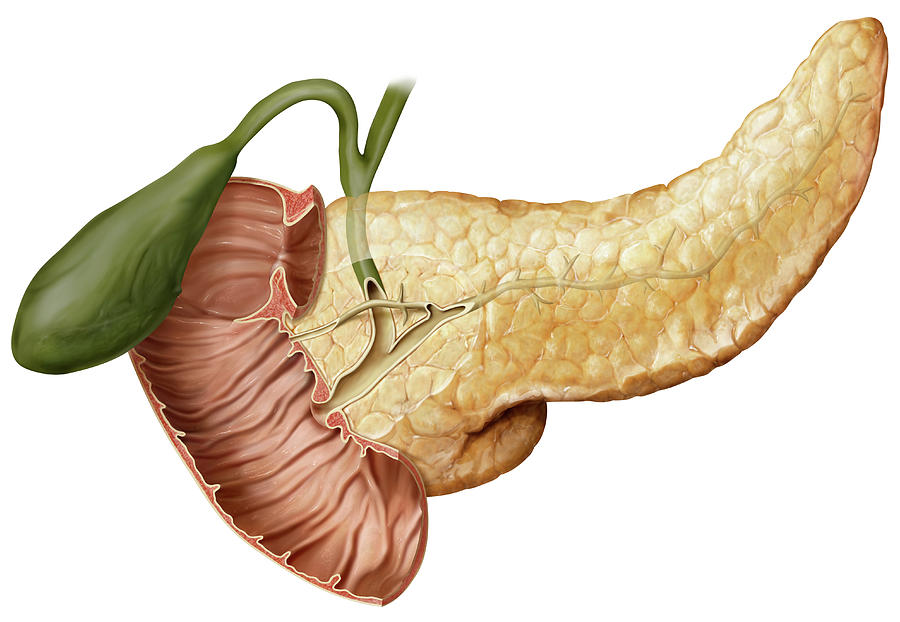 Cross Section Of The Pancreatic Duct Photograph by Qa International ... Biology Diagrams