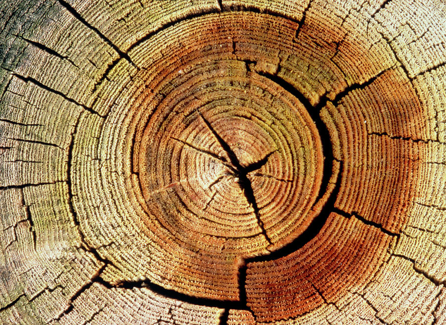 Cross Sections Of An Elm Trunk Photograph by Adam Hart-davis/science Photo Library