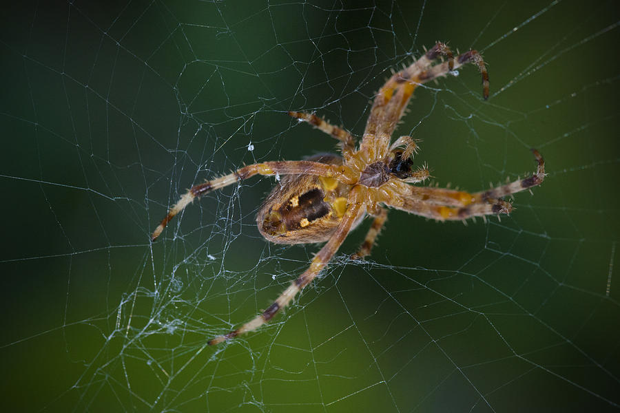 Cross Spider Photograph by Chevy Fleet