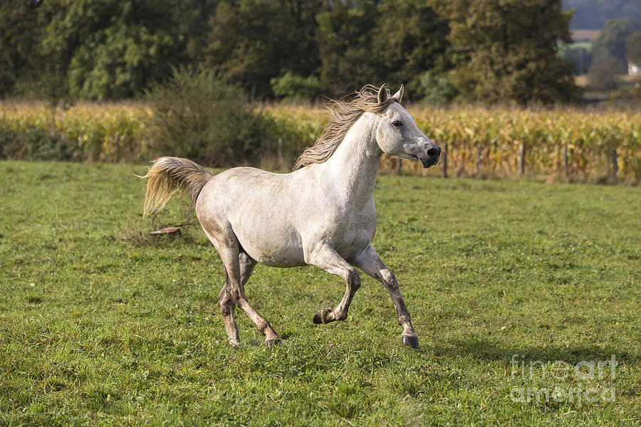 Crossbred Arabian Horse Photograph by M. Watson