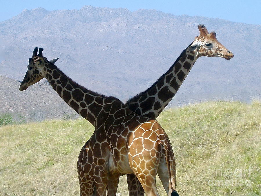 Crossed Giraffes Photograph by Phyllis Kaltenbach