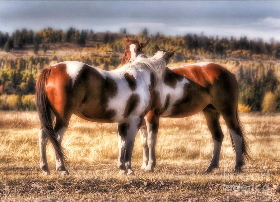 Crossed Horses Photograph by Clare VanderVeen