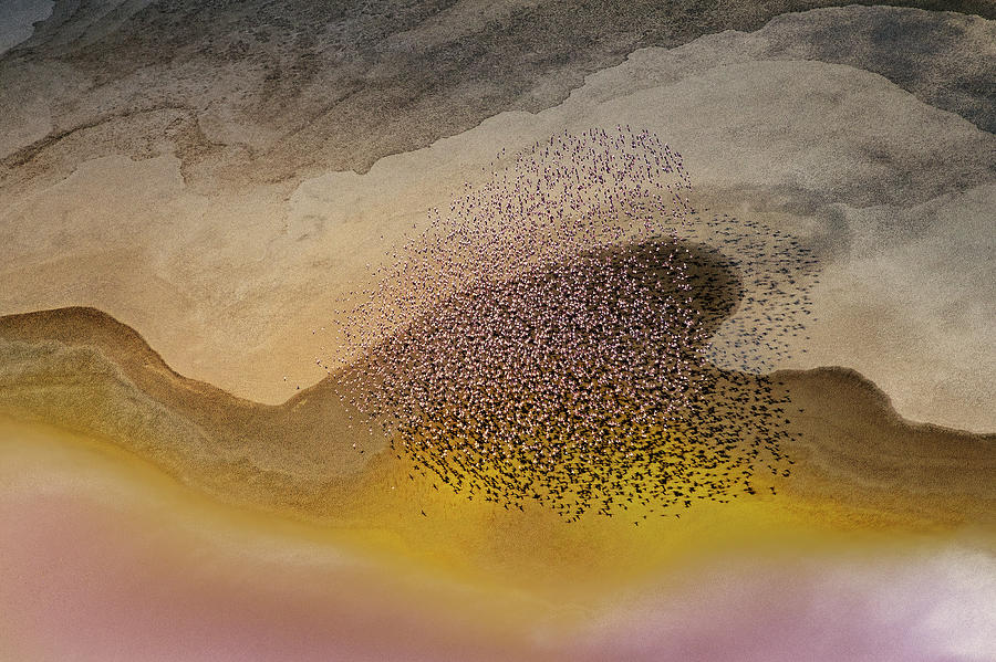 Flamingo Photograph - Crossing Natron Lake by Phillip Chang