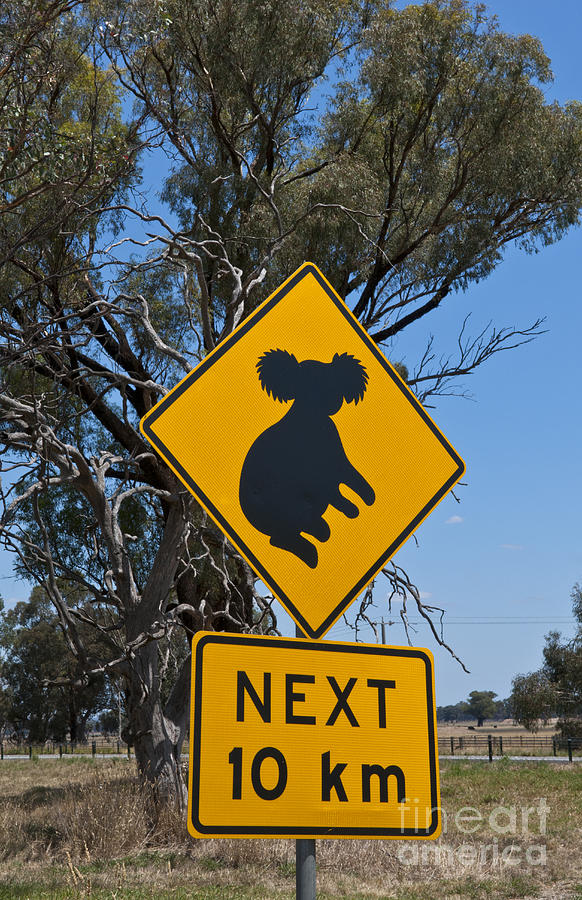 Crossing Sign For Koala Bear, Australia Photograph by Bill Bachmann
