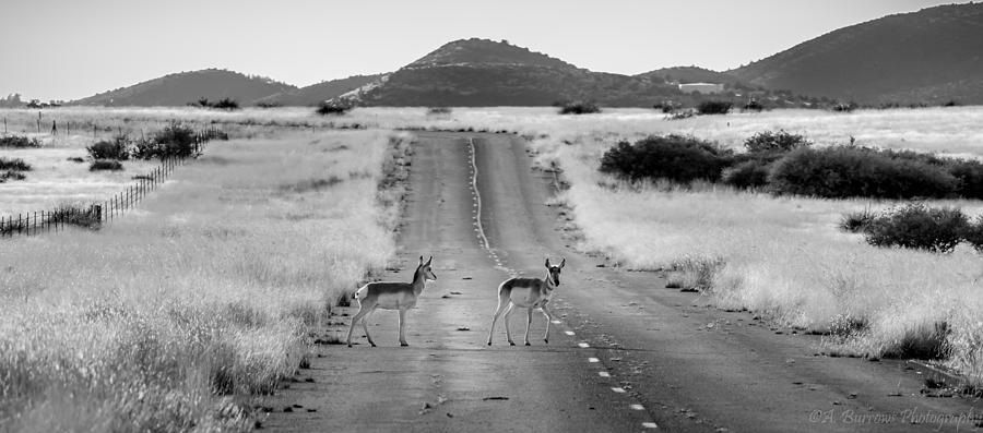 Crossing the Road Photograph by Aaron Burrows
