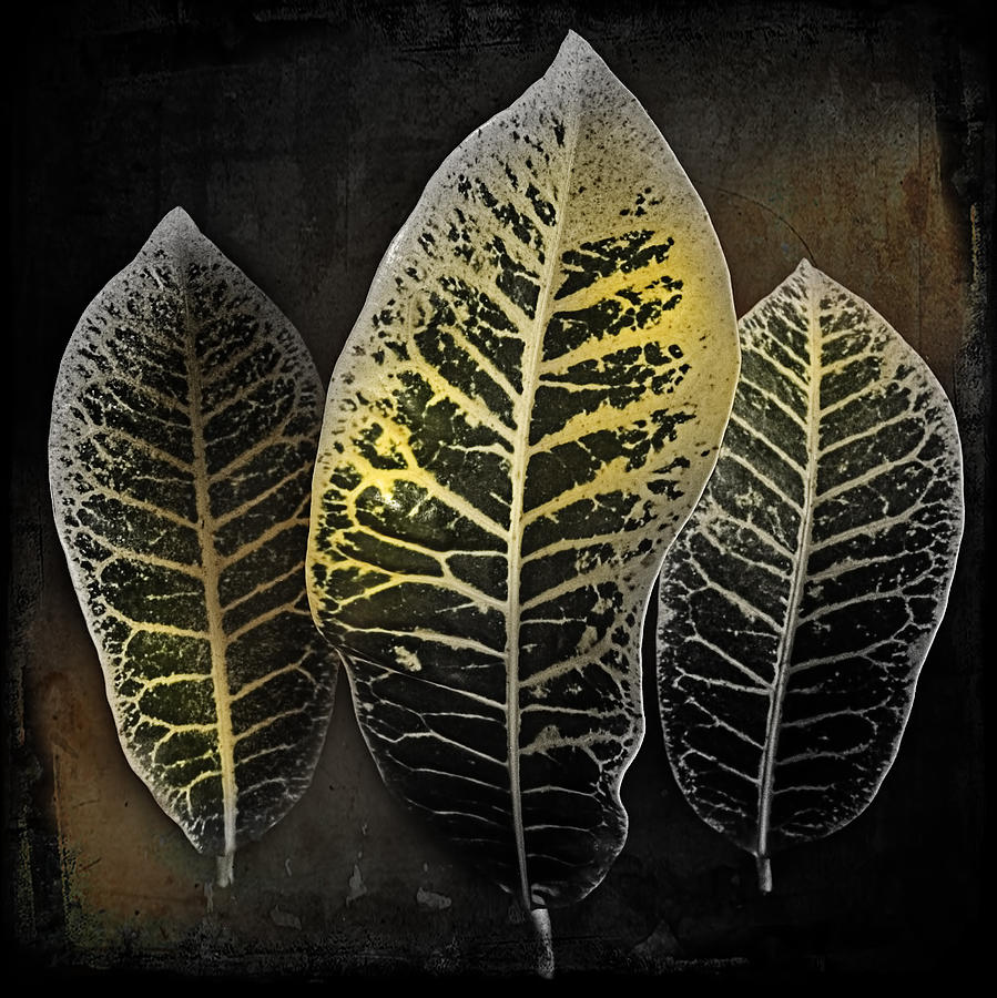 Abstract Photograph - Croton leaves by Guy Roberts
