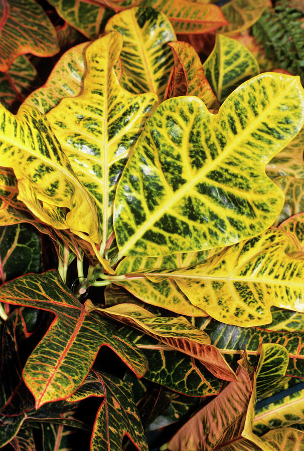 Croton Leaves by Science Photo Library