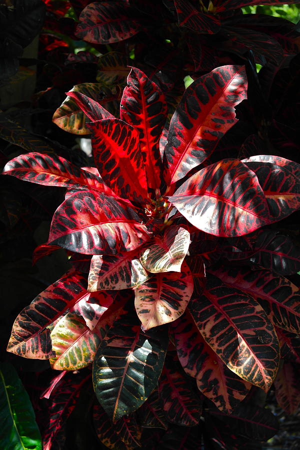Croton Plant In Black and Red Photograph by Michele Myers