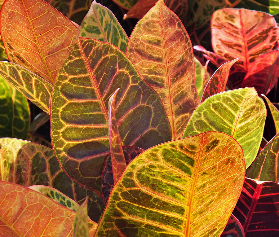 Croton Plant Leaves Photograph by Duane McCullough
