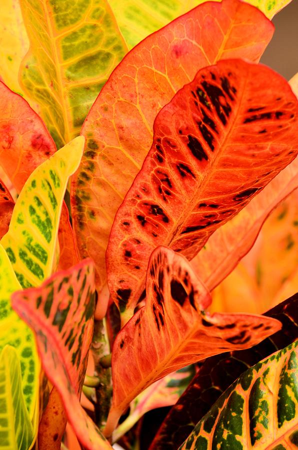 Croton's Many Colors Photograph by Maria Urso - Fine Art America