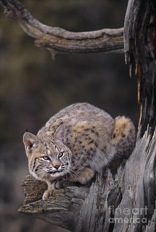Crouching Bobcat Montana Wildlife Photograph by Dave Welling