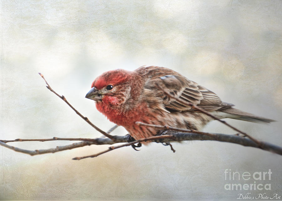 Animal Photograph - Crouching finch 5x7 by Debbie Portwood
