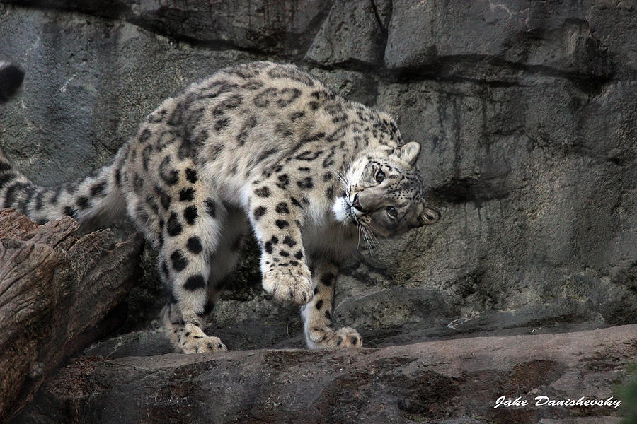 Cat Photograph - Crouching Tiger Hidden Snow Leopard by Jake Danishevsky