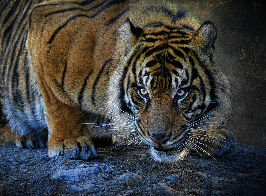 Crouching Tiger 2 Photograph by Steve McKinzie