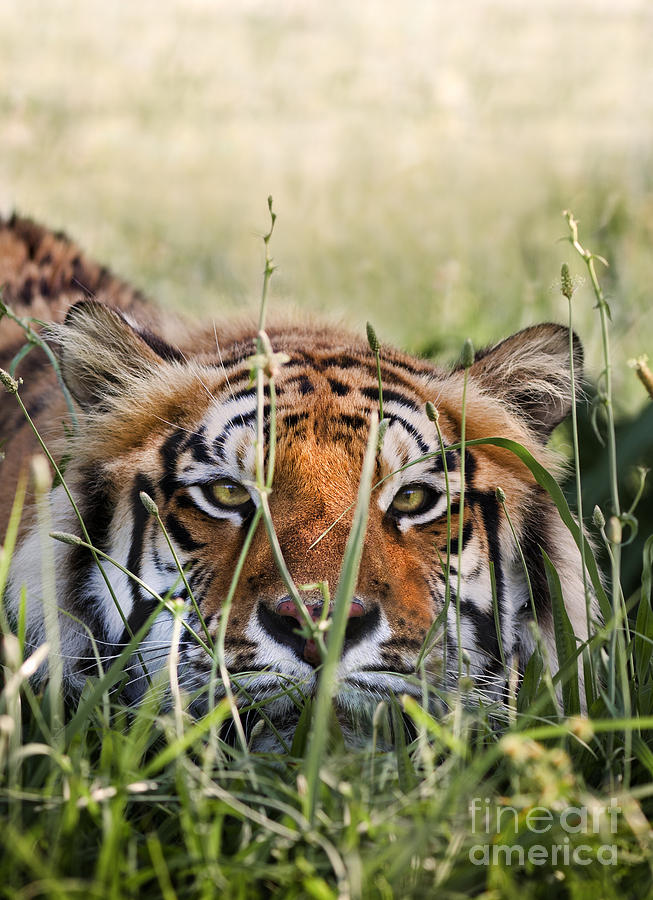 Nature Photograph - Crouching Tiger by Brandon Alms