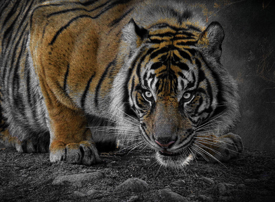Crouching Tiger Photograph by Steve McKinzie