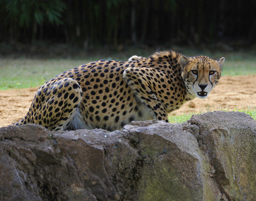 Croutching Cheetah Photograph by Keith Lovejoy