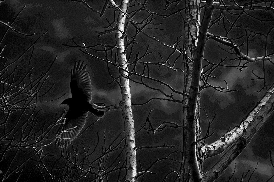 Crow behind the trees Photograph by Andy Lawless
