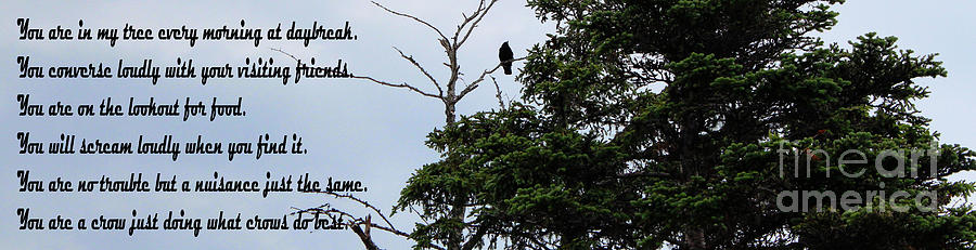Crow - Black  Bird - Loud Call Photograph by Barbara A Griffin