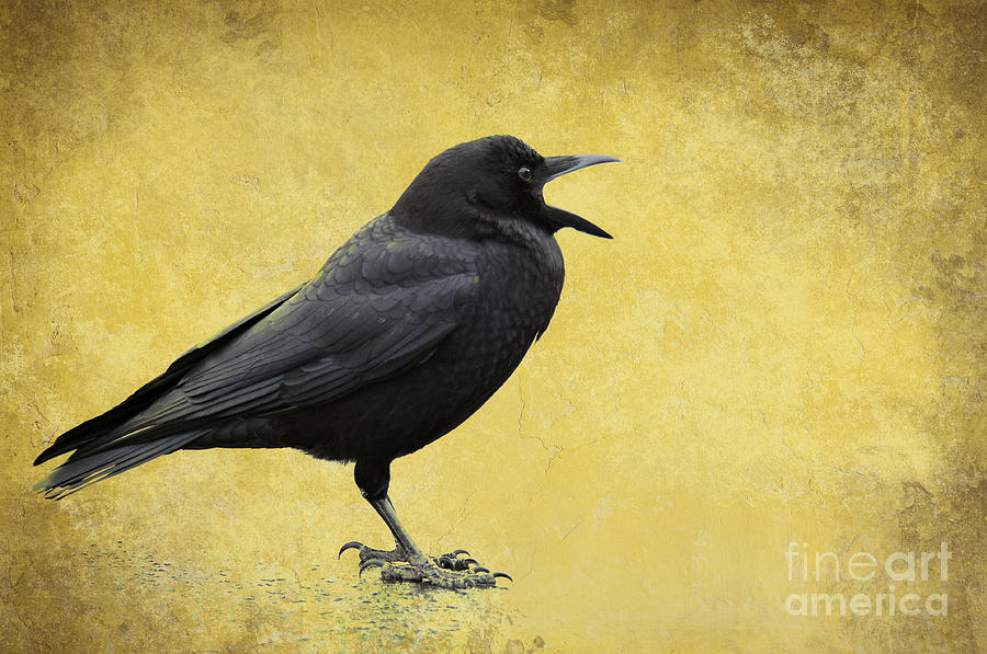 Crow Photograph - Crow - D009393-a by Daniel Dempster