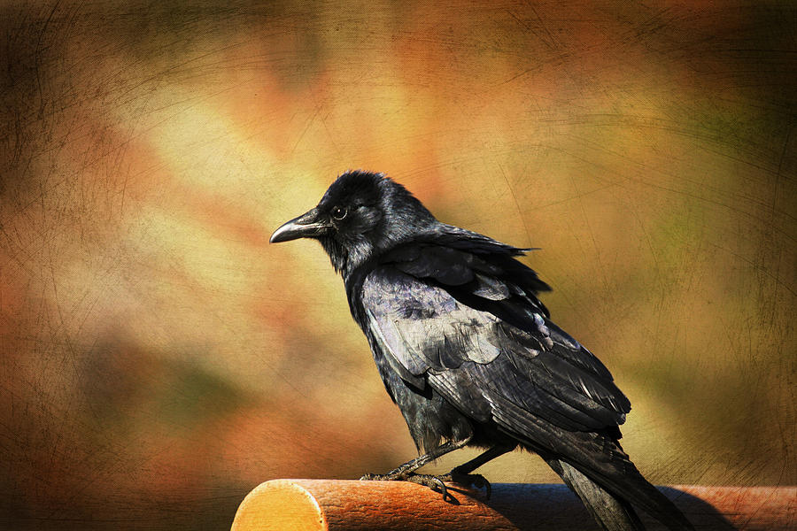 Crow Days Photograph by Karol Livote