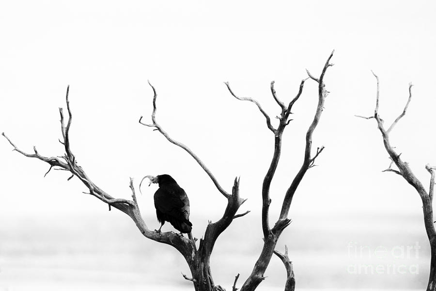 Crow Food Photograph by Douglas Barnard